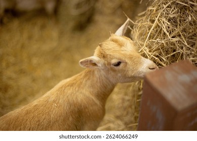 close up baby goat in the show cage display barn straw farm 