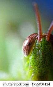 Close Up Of Baby Grasshopper Face