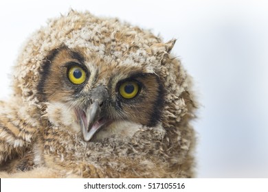 Close Up Of Baby Great Horned Owl. 