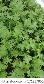 Close Up Of Baby Kale 