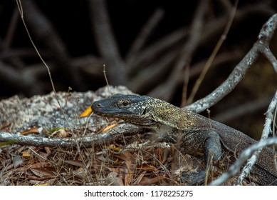 Close Up Of A Baby Komodo Dragon