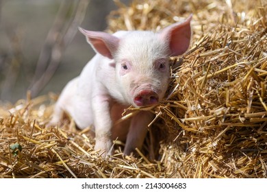 Close Baby Piglet On Hay And Straw At Pig Breeding Farm