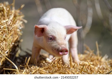Close baby piglet on hay and straw at pig breeding farm