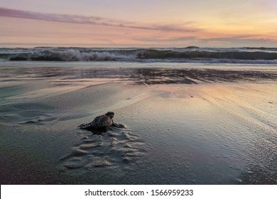 Close Up Of A Baby Sea Turtle Making Its Way To Ocean At Sunset On A Dark Sand Volcanic Beach. Conservation And Preservation Of Endangered Marine Species Concept. Selective Focus, Space For Copy. 