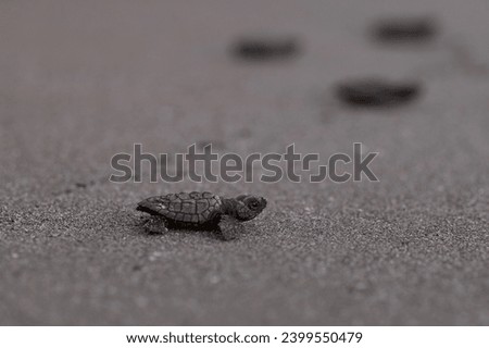 Close up of a baby sea turtle making its way to ocean at sunset on a dark sand volcanic beach. Conservation and preservation of endangered marine species concept. Selective focus, space for copy. 
