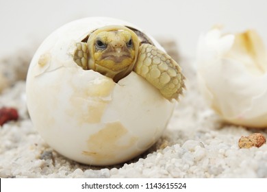 Close up Baby Tortoise Hatching (African spurred tortoise),Birth of new life, Cute baby Animal ,slow life ,Cute tortoise, Geochelone sulcata - Shutterstock ID 1143615524