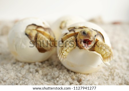 Close up Baby Tortoise Hatching (African spurred tortoise),Birth of new life, Cute baby Animal ,slow life ,Cute tortoise, Geochelone sulcata