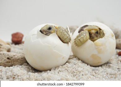 12,291 Huevos De Tortuga Images, Stock Photos & Vectors | Shutterstock