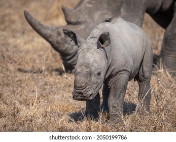 Up Close Of Baby White Rhino Calf