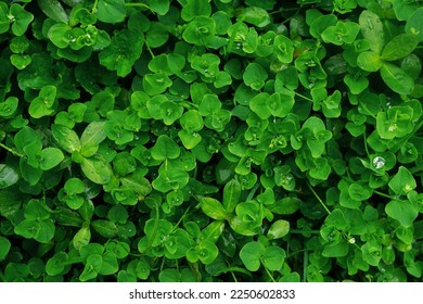 close up of baby's tears plant soleirolia - Powered by Shutterstock