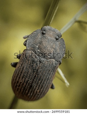Close up of the back of a dark beetle perched on a grass stem 