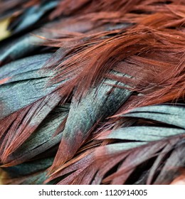 A close up of the back feathers of a rhode island red rooster