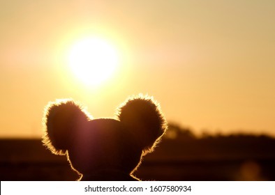 Close Up Back Of Soft Toy Koala Bear Head Against Sunlight. Fiery Red Sky And Sunset. Thought And Prayers. Pray For Australia.