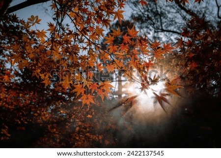 Close up background beautified with tree leaves and sun light