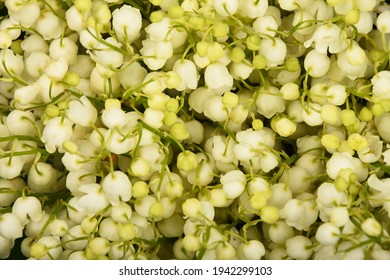 Close Up Background Of Fresh Spring Lily Of The Valley Flowers Bouquet, High Angle View, Directly Above