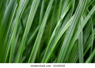 Close Up Background Of Green Grass Blades