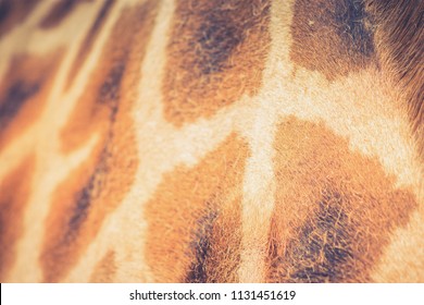 Close up background  image of the patterning on a Giraffe