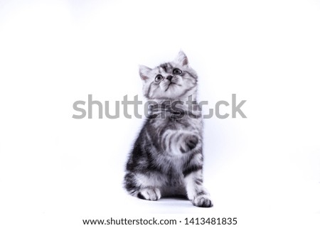 Similar – cat Animal Pet Cat 1 Sit