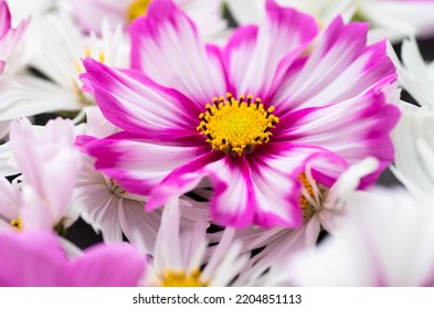 Close up Background of Multicolored Cosmos Flowers - Shutterstock ID 2204851113