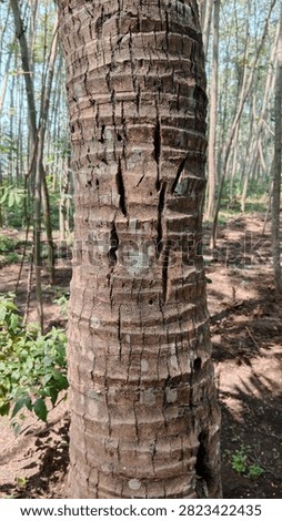 Close up background texture of coconut tree trunk bark with natural cracks and grooves