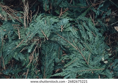 Close up background texture of cut thuja branches with green foliage