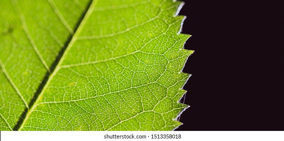 Close up of a backlit beech leaf 