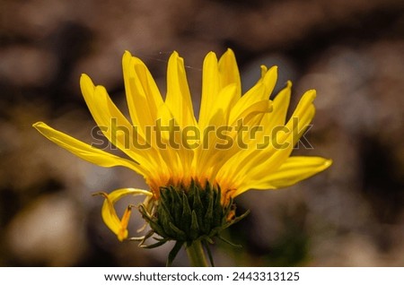 Close up of a backlit flower