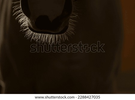 close up of backlit whiskers of horses muzzle cropped nose and chin of head of horse with lighting behind showing rim light on whiskers and hairs of horses face horizontal image room for type dark 
