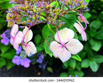 Close up backside of hydrangea petals with green leaves background.