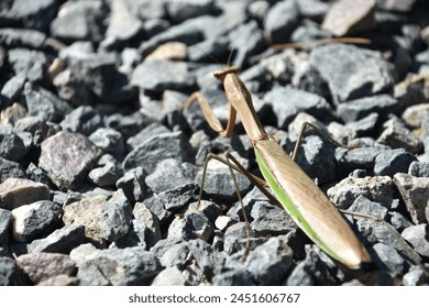 Up close with the backside of a preying mantis insect.