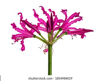 Close up backsIde view of single fuchsia pink Nerine flower, isolated on white background.