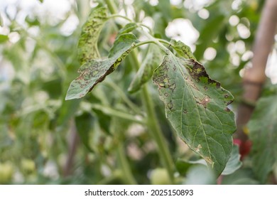 Close Up Bacterial Leaf Spot Disease On Leaf Tomato.