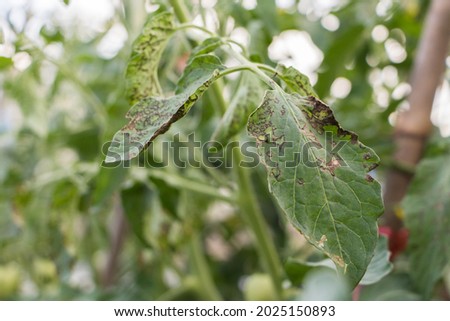 Close up bacterial leaf spot disease on leaf tomato.