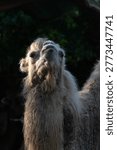 Close up of a bactrian camel face, The Bactrian camel (Camelus bactrianus), also known as the Mongolian camel	