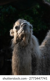 Close up of a bactrian camel face, The Bactrian camel (Camelus bactrianus), also known as the Mongolian camel	
