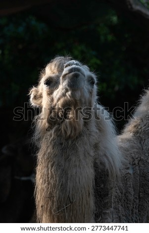 Close up of a bactrian camel face, The Bactrian camel (Camelus bactrianus), also known as the Mongolian camel	