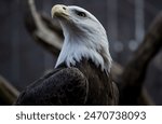 A close up of a bald eagle