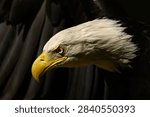 Close up of Bald Eagle head