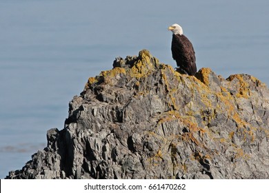 Close Up Of Bald Eagle On Top Of Rocky Mountain With Water Below