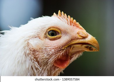 Close Up Of A Bald And Sick Chicken Head In Profile View