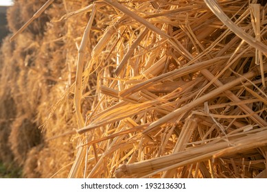 Close up a bale of hay group or haystack on agriculture farm, hay pile of dried grass straw under sunlight.
