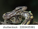 Close up of ball python on a branch, non-venomous snake, python regius