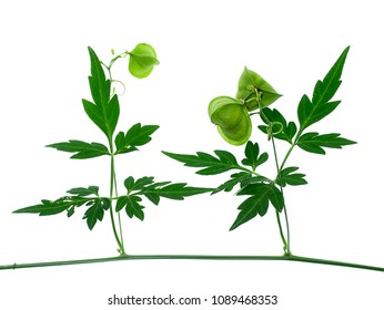 Balloon Vine Plant Hd Stock Images Shutterstock