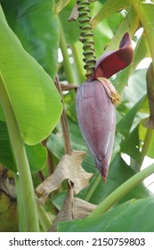 Close Up - Banana Cabbage on Banana Trees. Red Banana Tree on Green Tree tropical fruit tree native to Southeast Asia. 