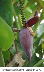 Close Up - Banana Cabbage on Banana Trees. Red Banana Tree on Green Tree tropical fruit tree native to Southeast Asia.