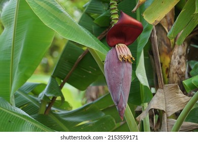 Close Up - Banana Cabbage on Banana Trees. Red Banana Tree on Green Tree tropical fruit tree native to Southeast Asia.