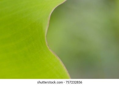 Close up the banana leaf pattern