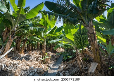 Close up of a bananas in a plantation near to Funchal.  The South of Madeira is known for growing the small version of the tropical fruit.