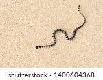 Close up of a banded sand snake (Latin: Hydrophis cyanocinctus) on the beach in Bali, Indonesia.
Distinctive bi-colored bands on the body. Also called annulated or blue-banded sea snake.