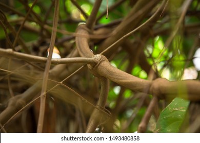 Close up of Banisteriopsis Caapi vines, one of the Ayahuasca plants. Psychadelic plant from Brazil. Used in indigenous rituals and shamanism. 